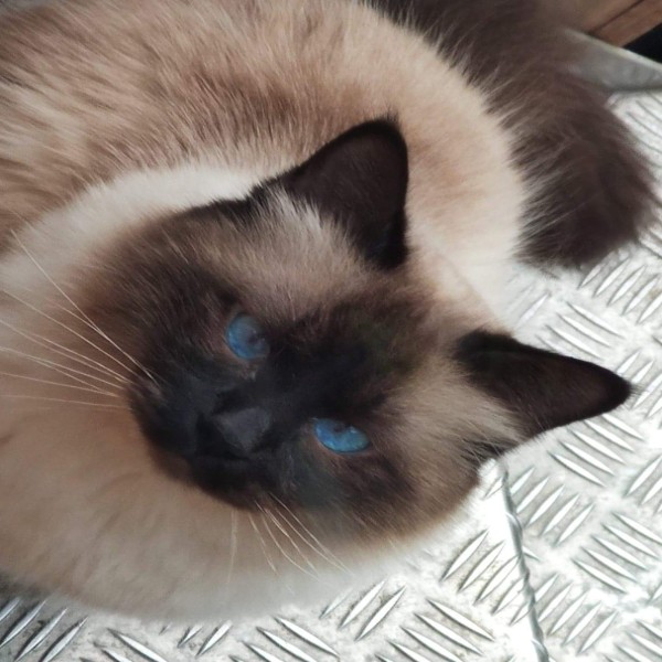 O'Malley