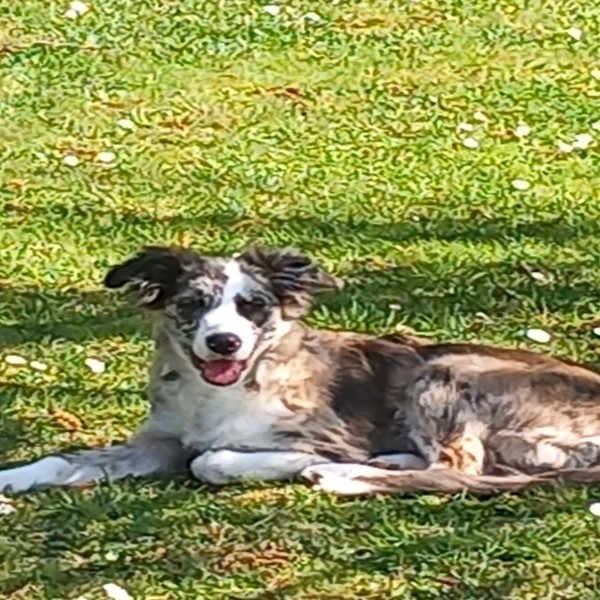 Charlie