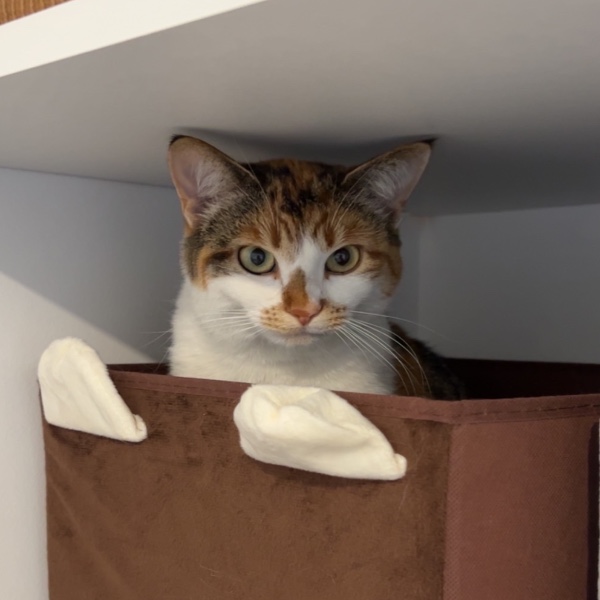 Nala