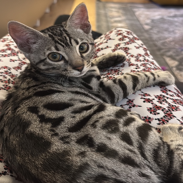 Nala