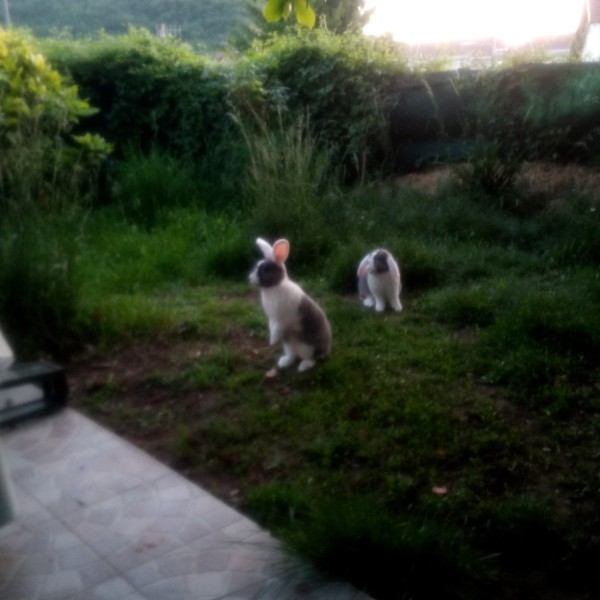 Moon et Chihiro