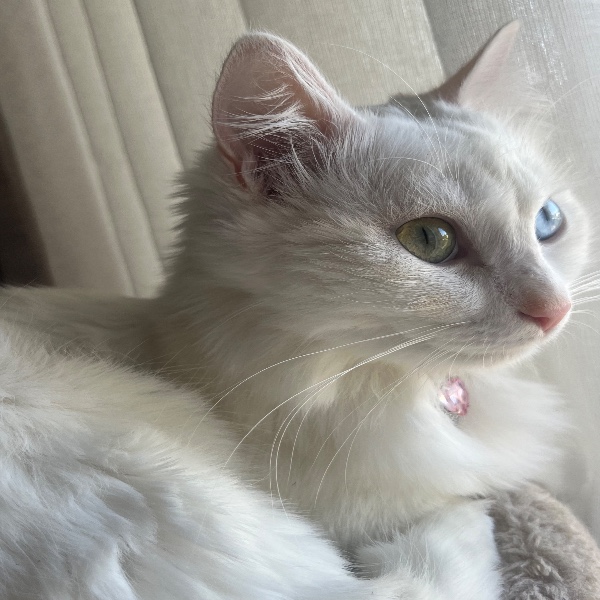 Yuki