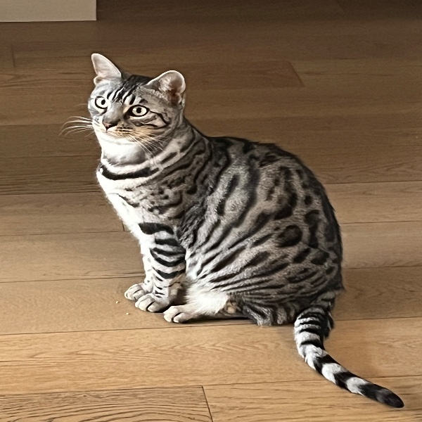 Taïga