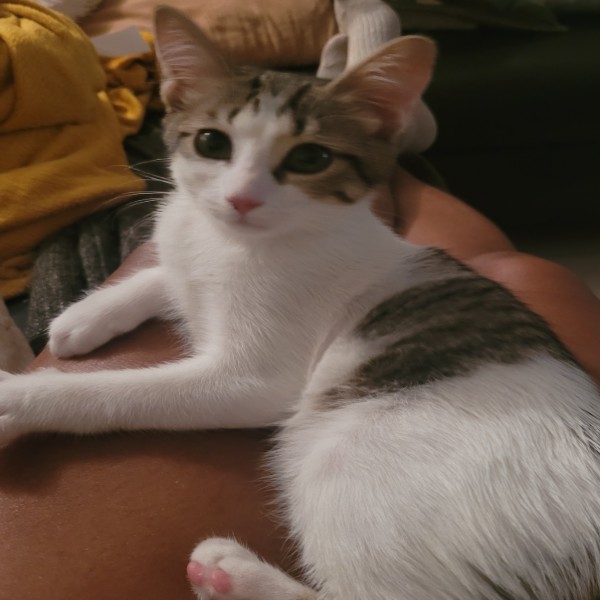 Tika