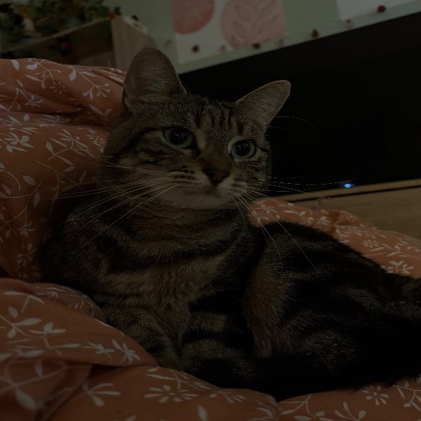 Mizuki