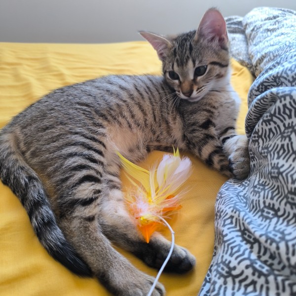 Lumi