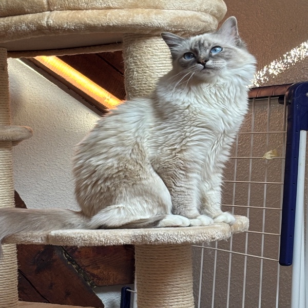 Kal