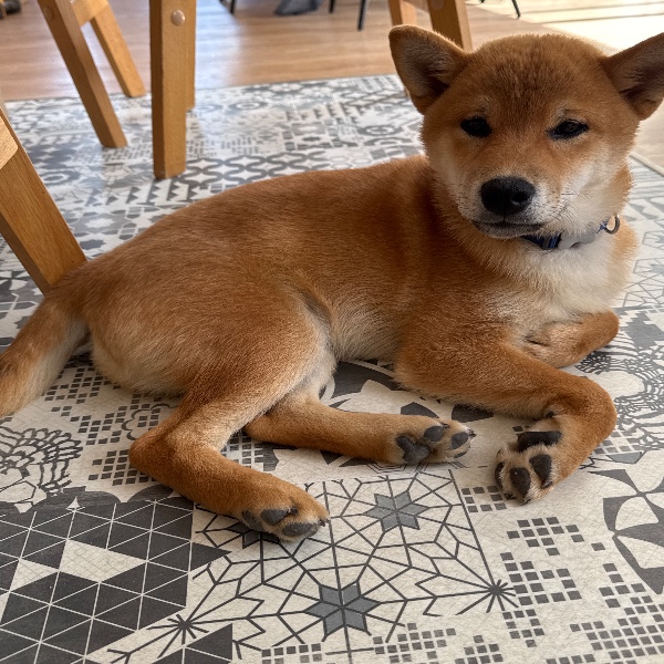 Akira