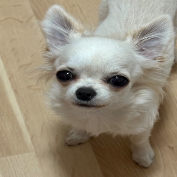 Tiny