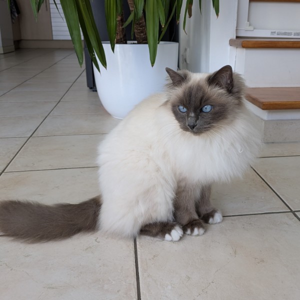 Leika