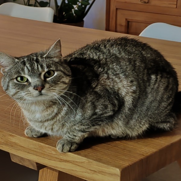 Pepite