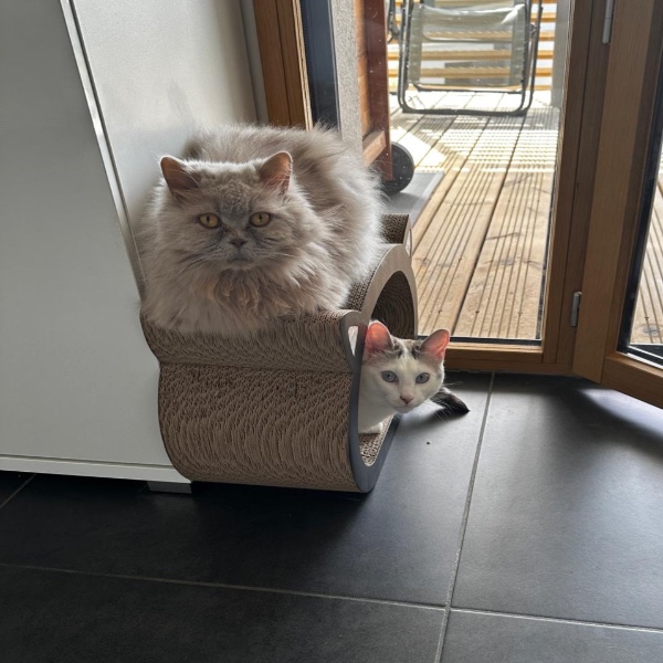 Miss Poppy