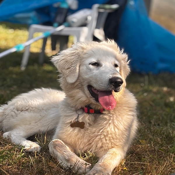Maya