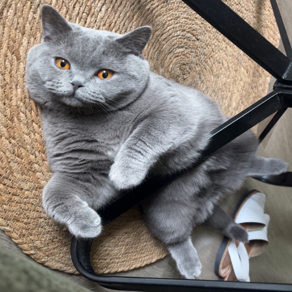Zazou