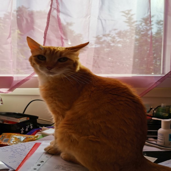 Mimolette