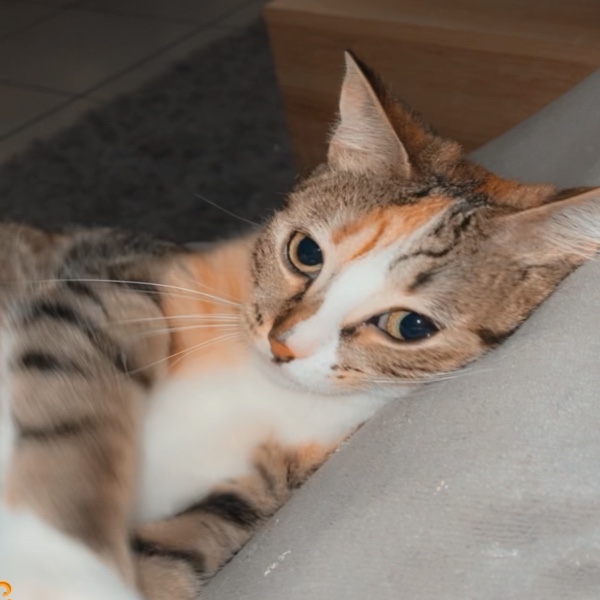 Nya