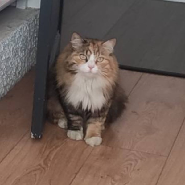 Cannelle