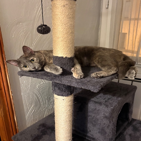 Tia