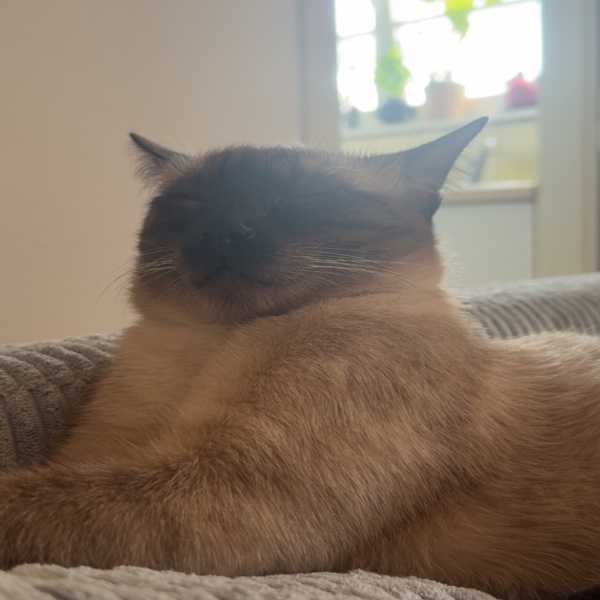 Koda