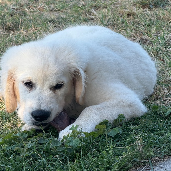 Aslan