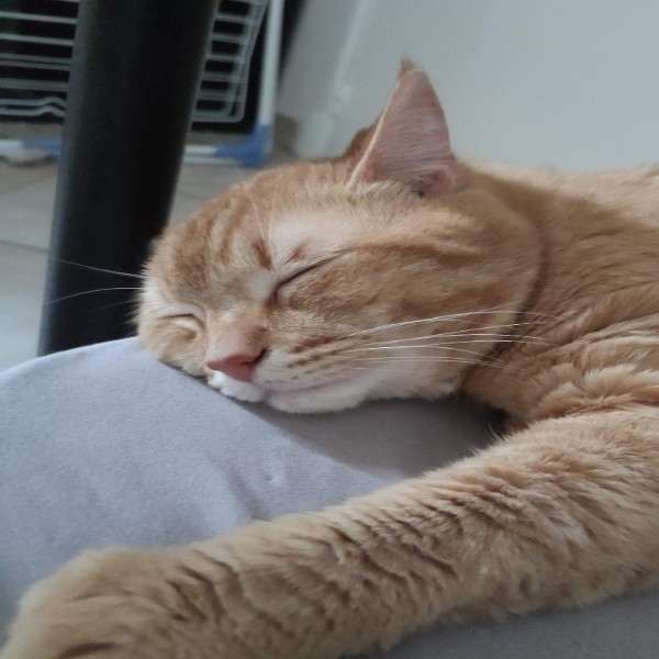 Rupert