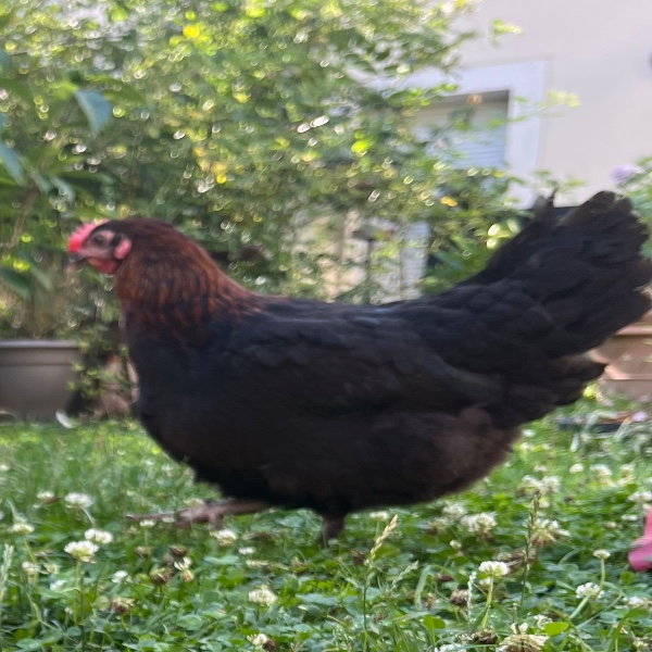 Pépita