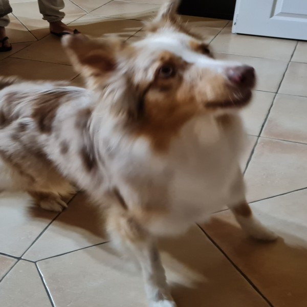 Kayra