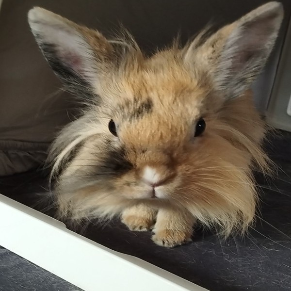 Pépin