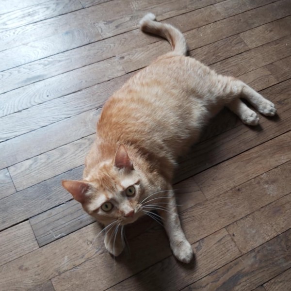 Tigrou
