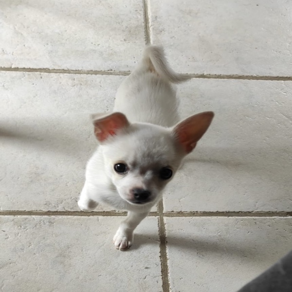 Nala