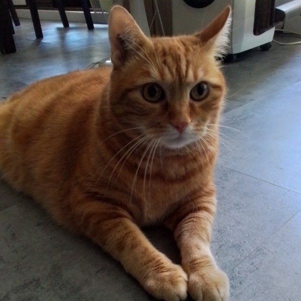 Garfield