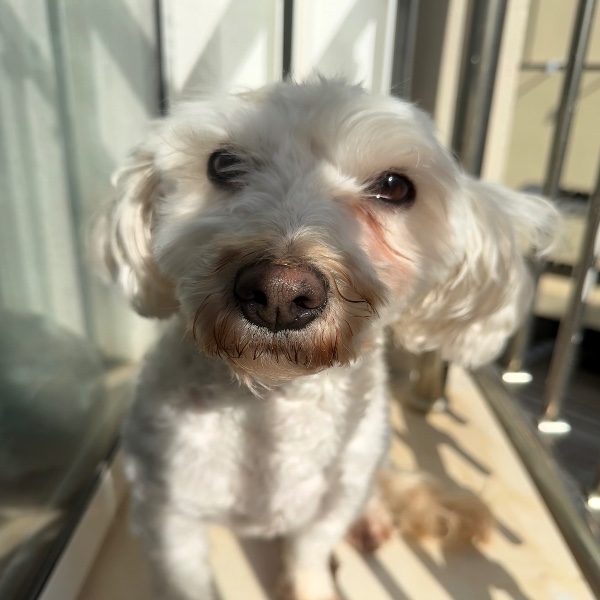Bella