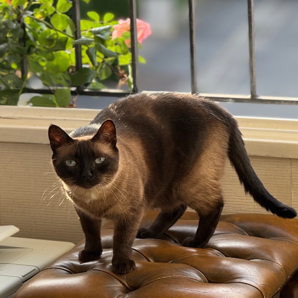 Prune