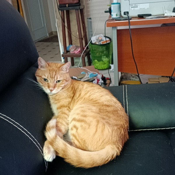 mimi