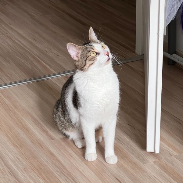 Tigrou