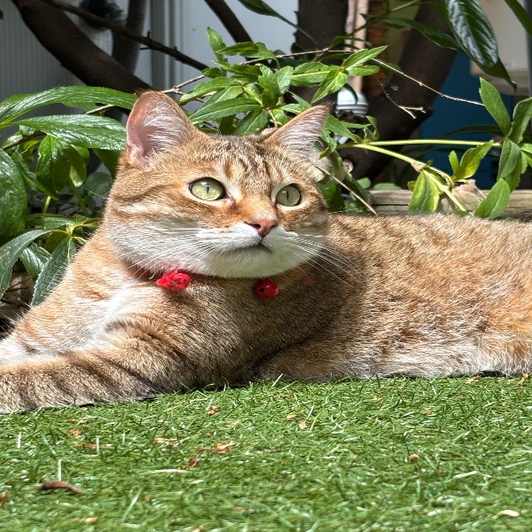 Simba