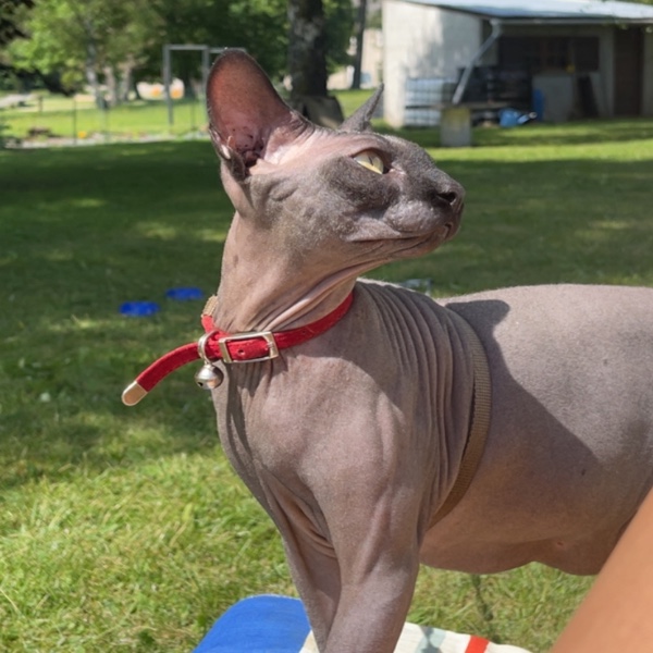 Kaïdo