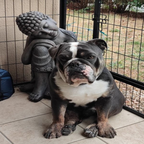 Marcel