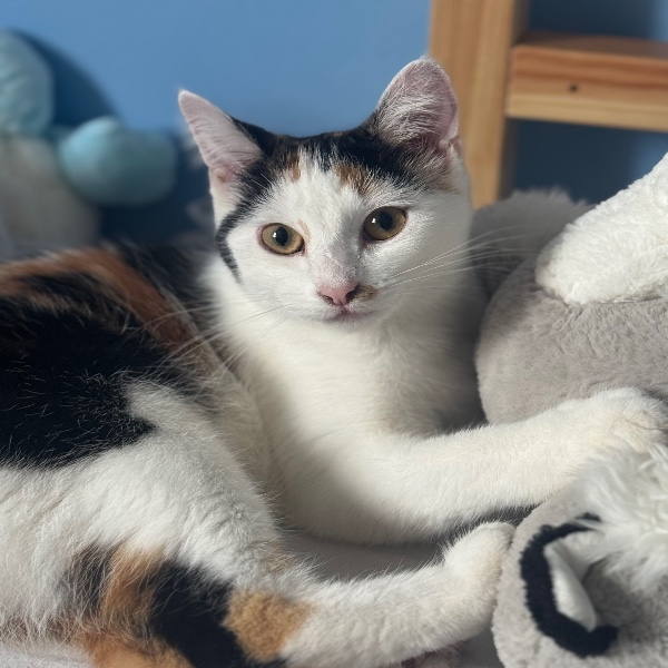 Arya