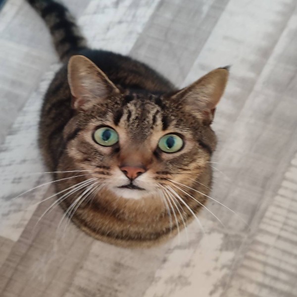 Titi