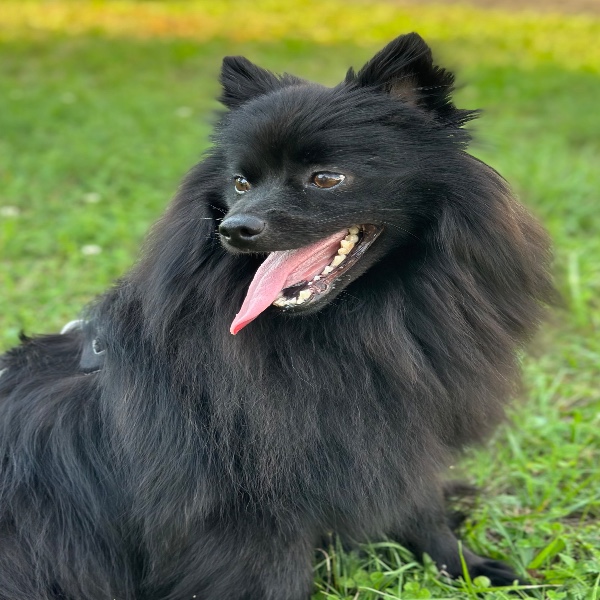 Nala