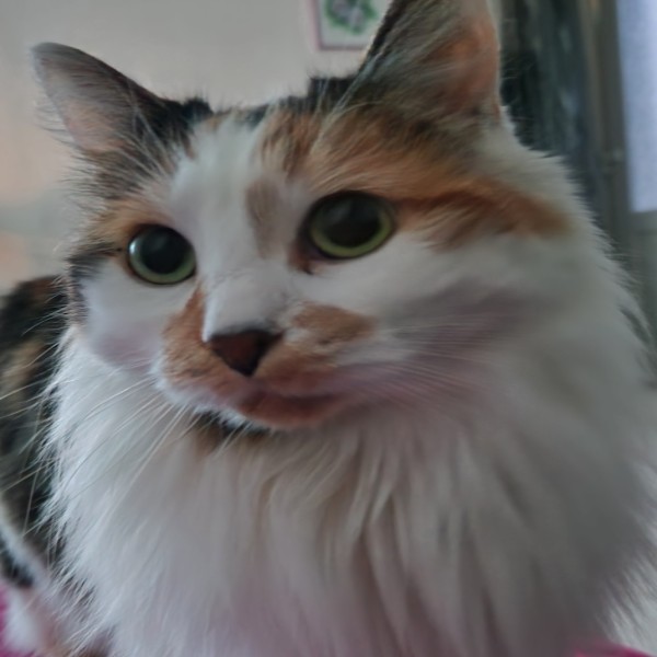 Chouquette