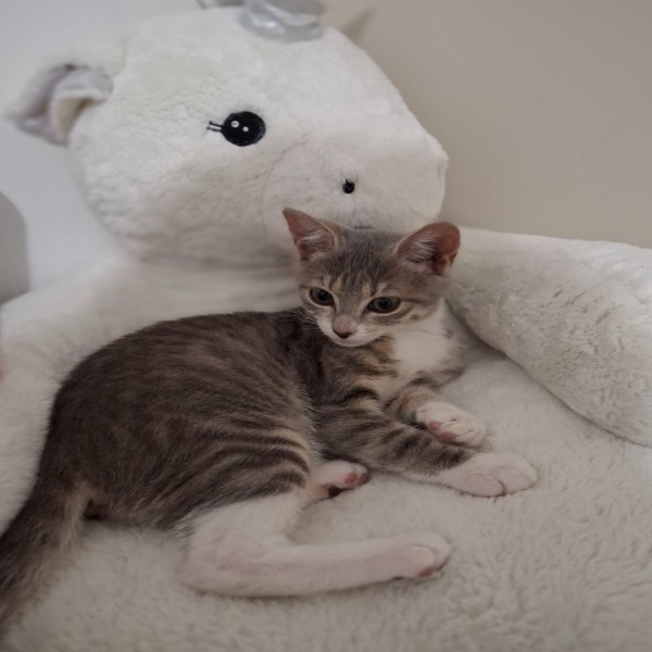 Fluffy