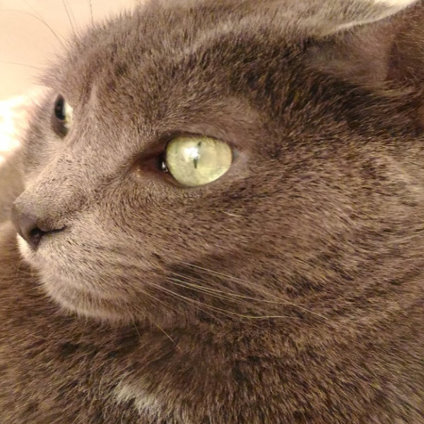 Magali
