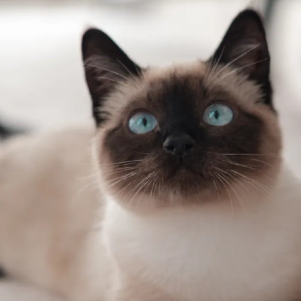 Felix