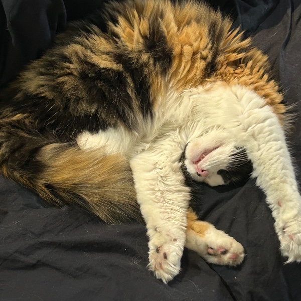 Dali