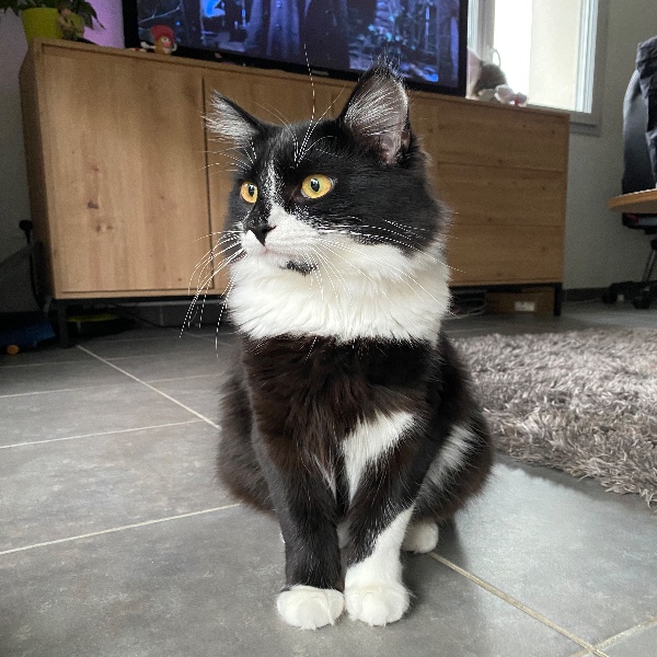 Loki