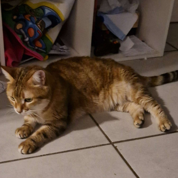 Misa