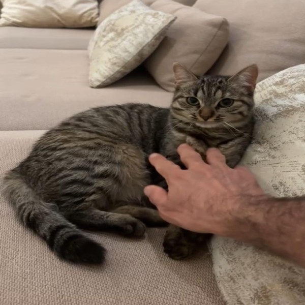 Stella