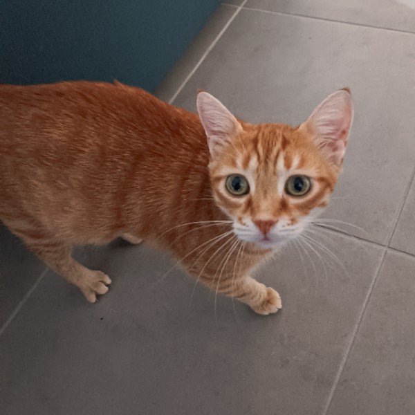 le roux